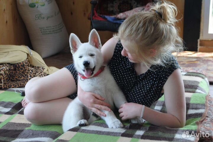 Дрессировка с профессиональным кинологом/хендлер