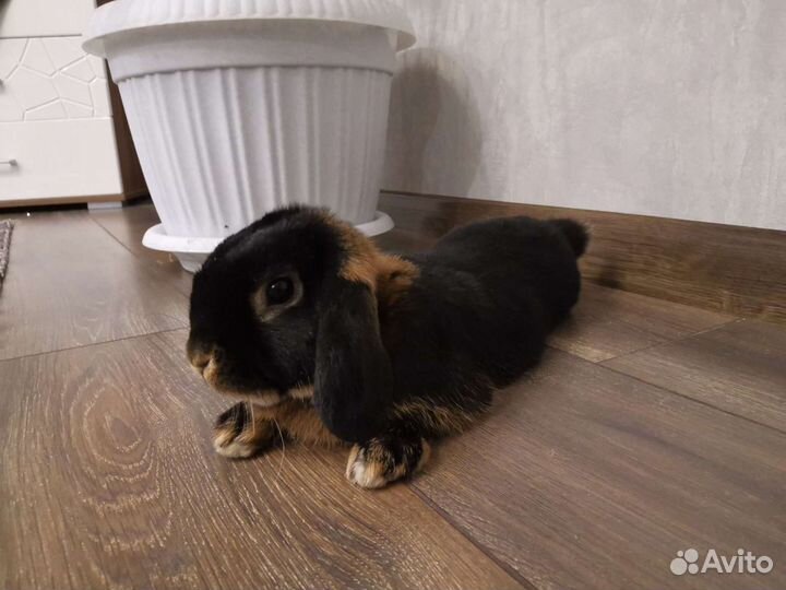 Уход за животными, передержка