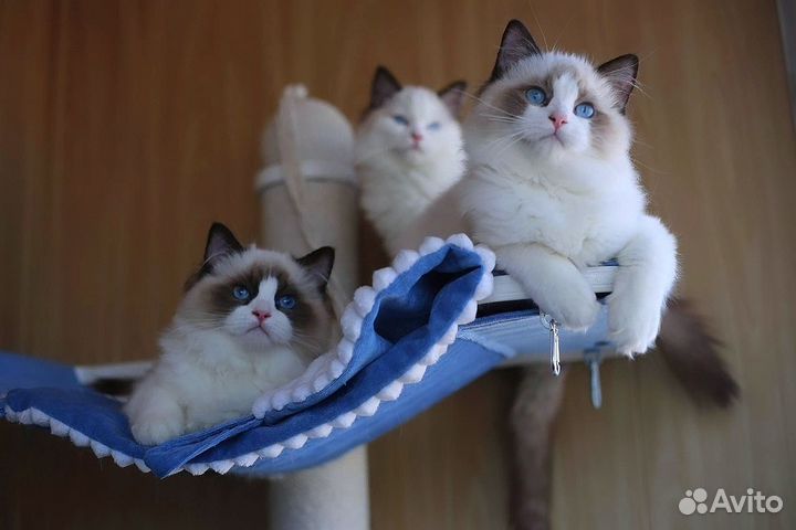Котенок рэгдолл девочка