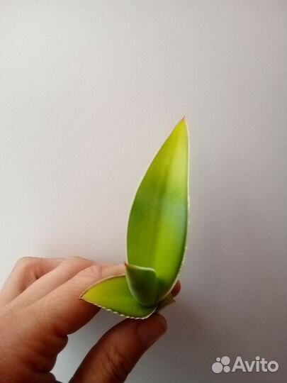 Сансевиерия 4 Масониана