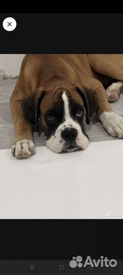 Боксер вязка