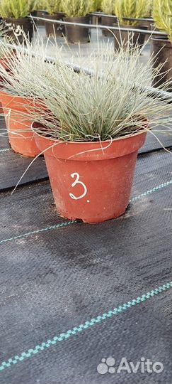 Хризантемы мультифлора