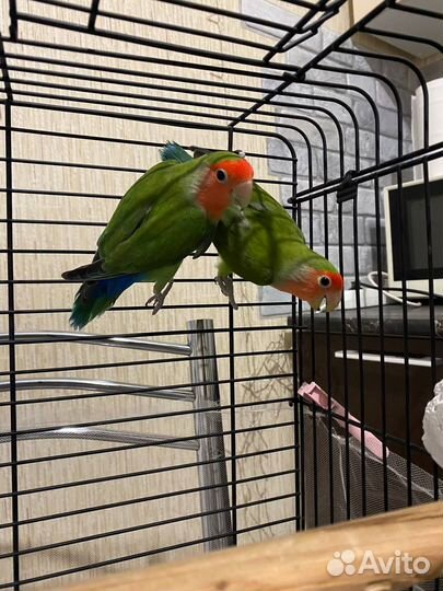 Пара неразлучников(мальчик и девочка) с большой кл