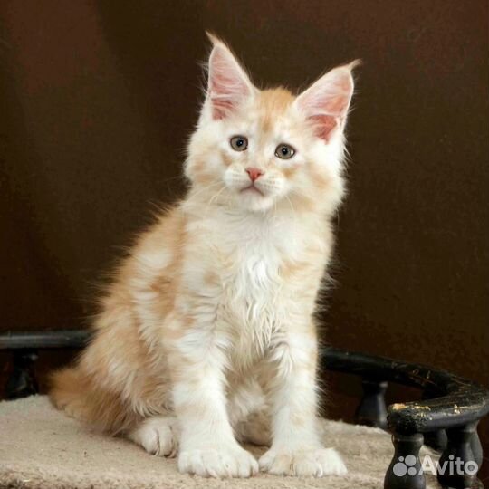 Мейн-кун полидакт 66/66