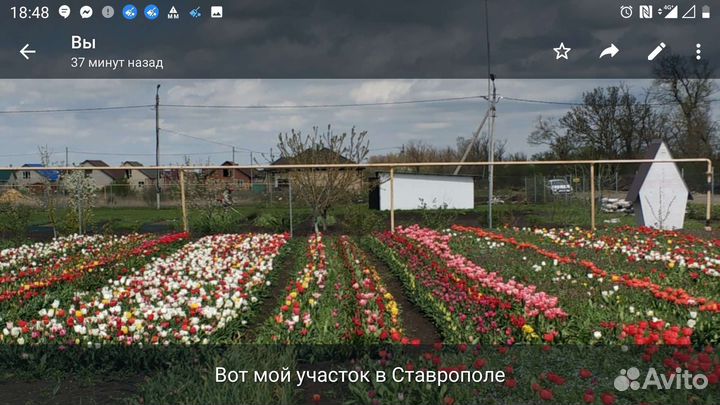 Луковицы тюльпанов