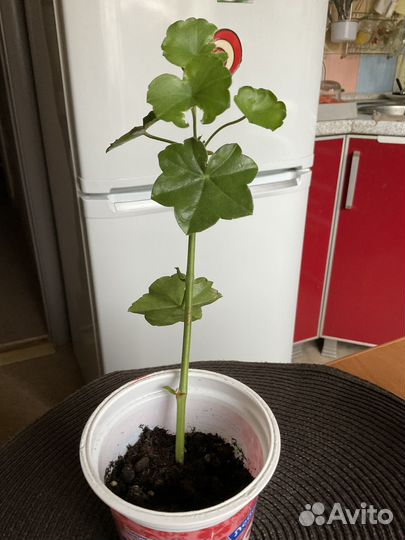 Герань пеларгония плющелистная, глоксиния