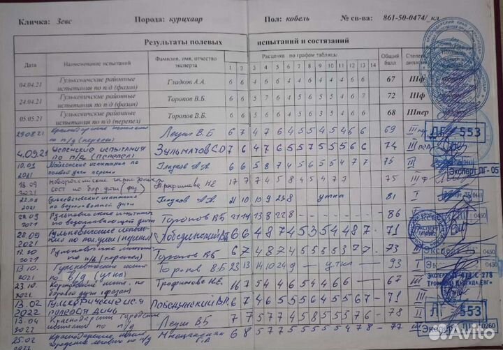 Щенки Курцхаара