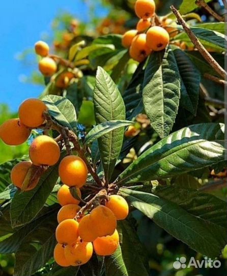 Мушмула японская Подснежники садовые лавр кардамон