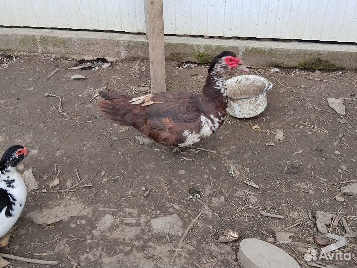 Мускусные индоутки