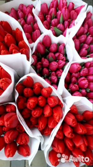 Тюльпан оптом