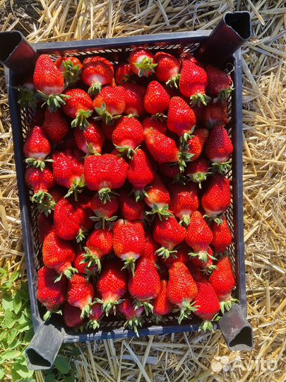 Клубника сорт Азия