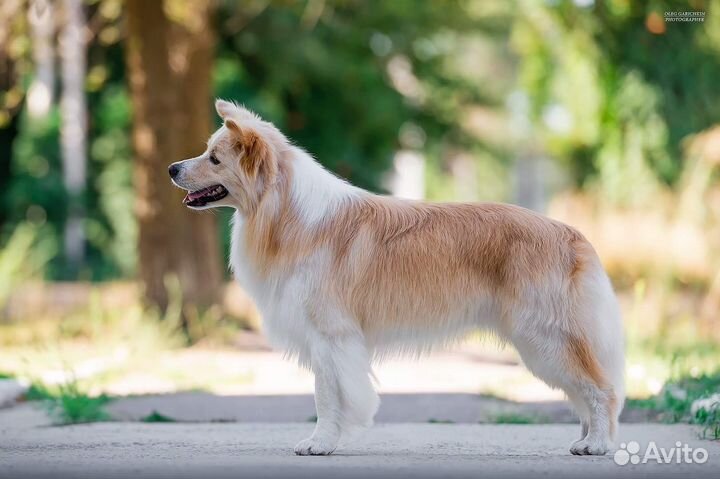 Бордер колли вязка