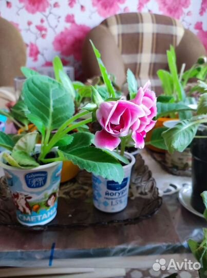 Комнатные цветы