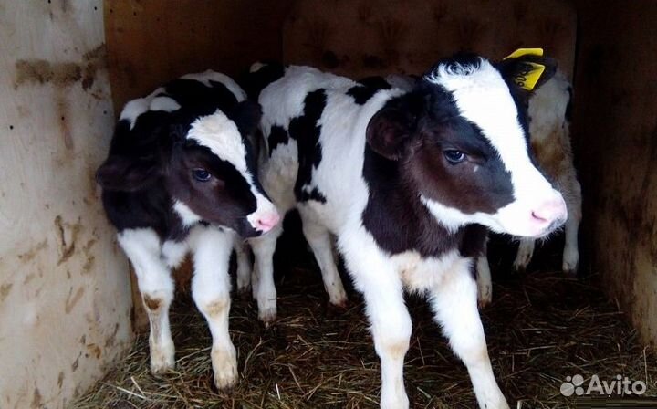 Бычки и телочки, телята