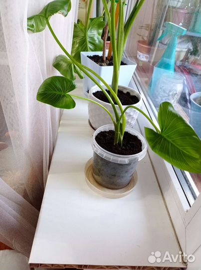 Комнатные цветы калла белая