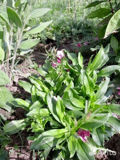 Цветы по 100: октябрина, гвоздика турецкая и др