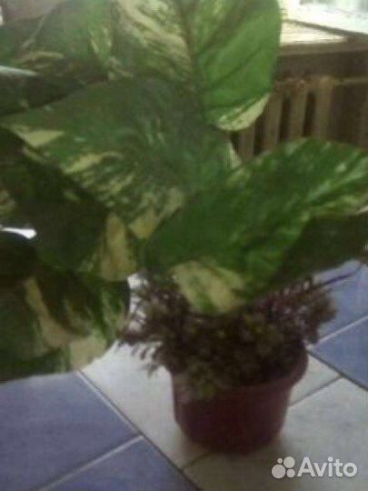 Цветок декоративный