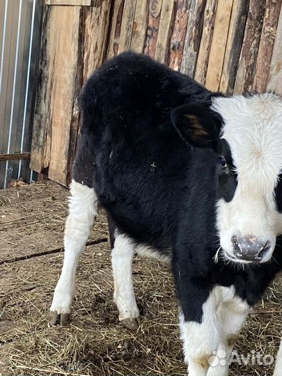 Теленок 6 месяцев