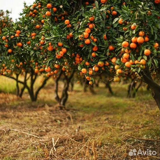 Экскурсия Золотое кольцо Абхазии