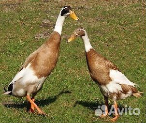 Утки арлекино индийский бегунок