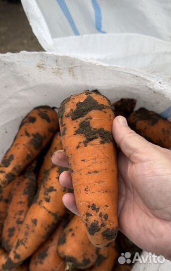 Морковь оптом