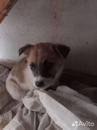 Щенки в хорошие руки