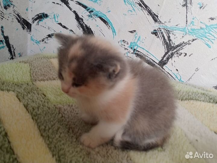 Продам котят