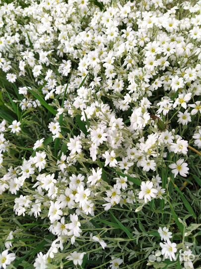 Ясколка войлочная