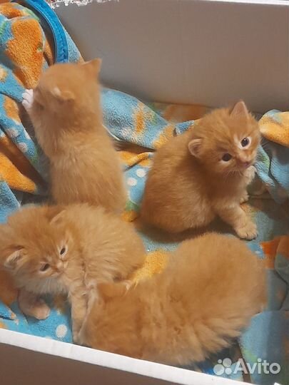 Котята курильский бобтейл