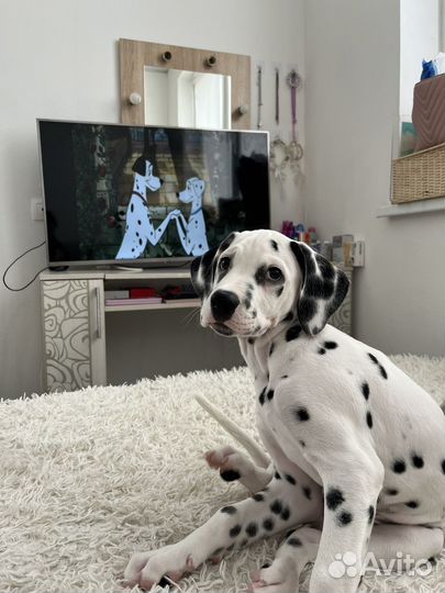 Далматинец щенок