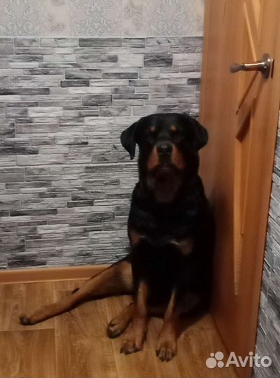Вязка ротвейлера
