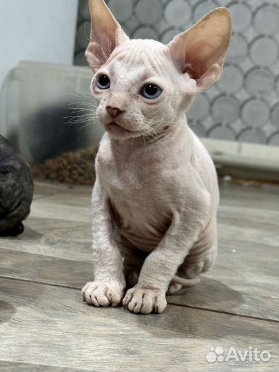 Донской сфинкс котята
