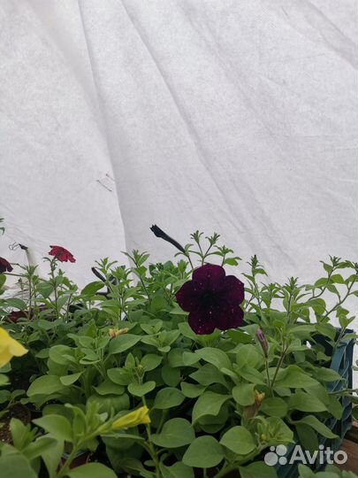 Рассада петуньи ампельной, махровой, каскадной