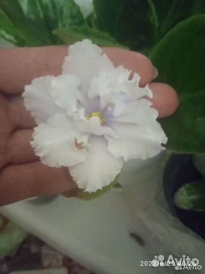 Детки сортовых фиалок