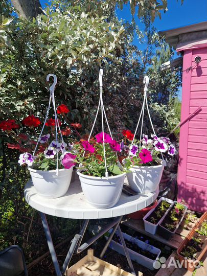 Кашпо петуниии