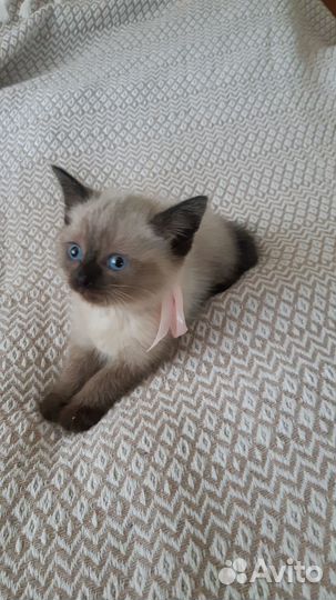 Котята в добрые руки,бесплатно