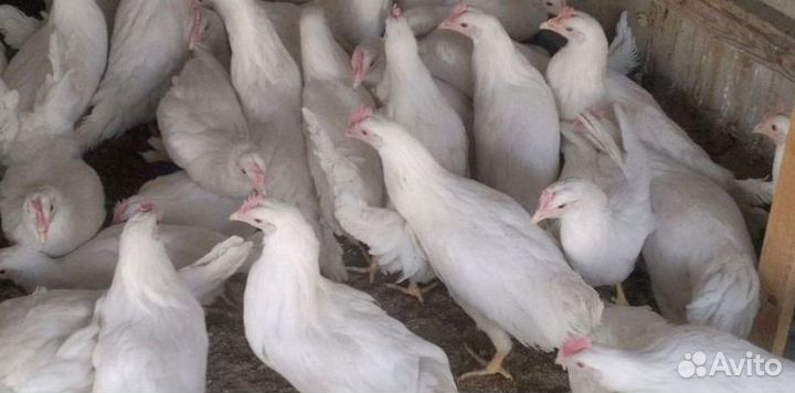 Куры-несушки