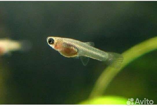 Мальки гуппи