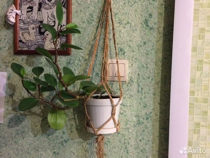 Пеперомия с горшком без кашпо