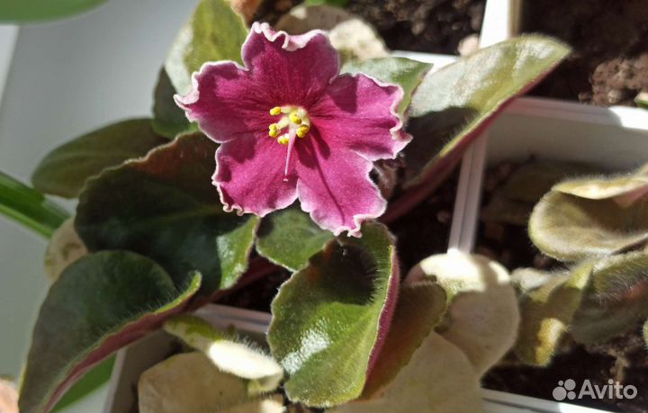 Фиалка, глоксиния и др комнатные растения