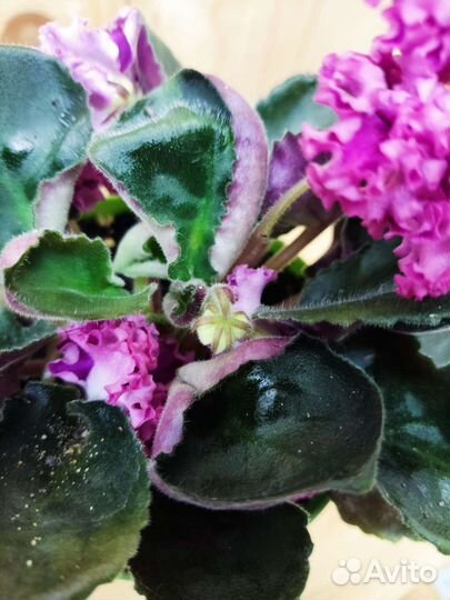 Фиалка Дарья