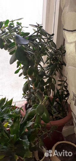 Толстянка.денежное дерево