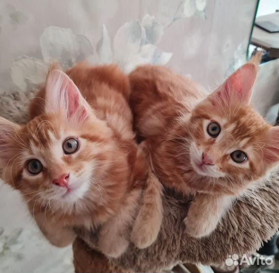 Котята мейн-кун