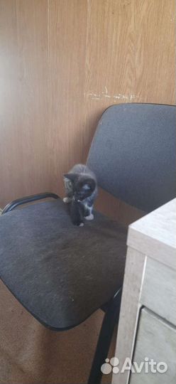 Кот в добрые руки