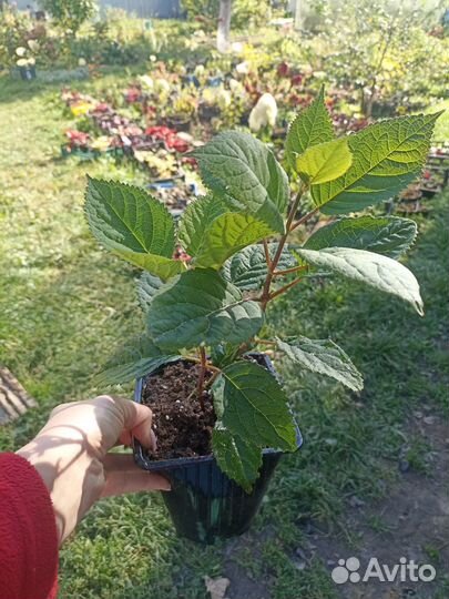 Гортензия древовидная Руби Анабель