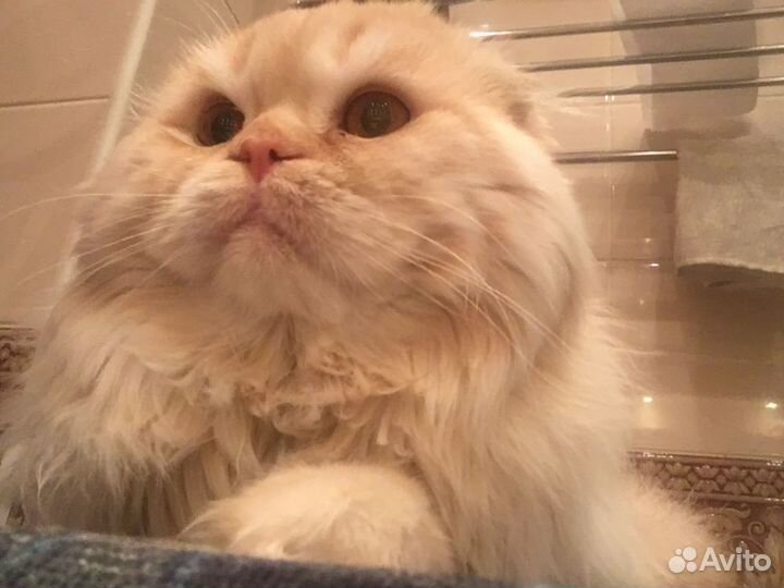 Вязка кота с кошечкой