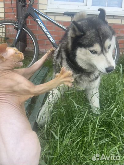 Канадский сфинкс велюр. Вязка