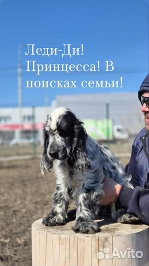 Собаки
