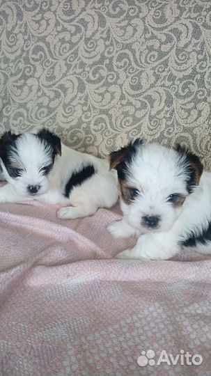 Бивер йорк щенки