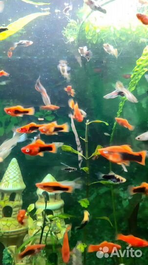 Аквариумные рыбки